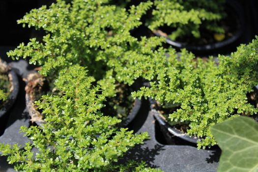 The picture shows a gunpowder plant in the garden