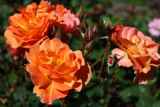 The picture shows a red rose in the garden