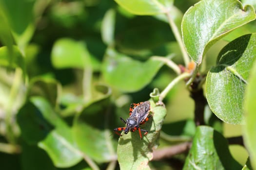 The picture shows a little bug in the garden