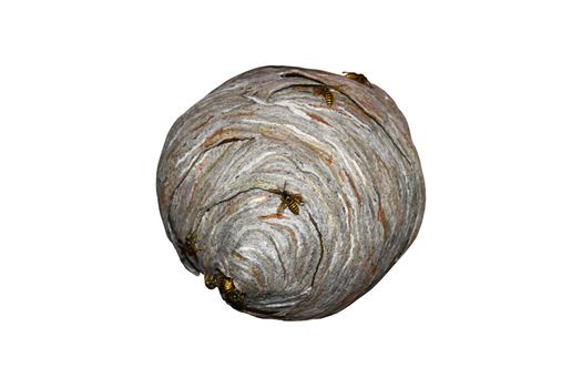 The picture shows an isolated wasps nest