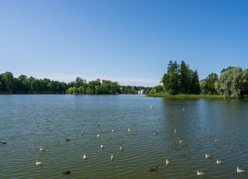 Ducks are swimming in a pond on the grounds of the Summer Palace of Catherine the Great