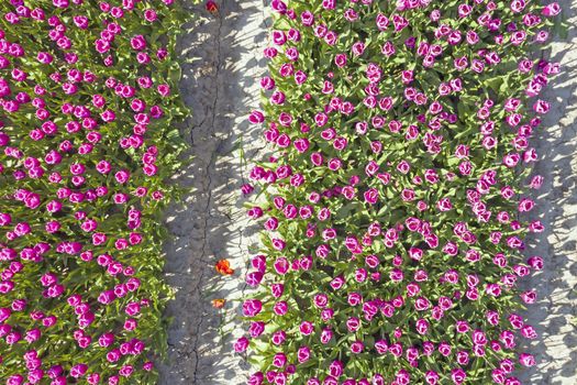Aerial top shot from blossoming tulip flowers in the fields in the Netherlands