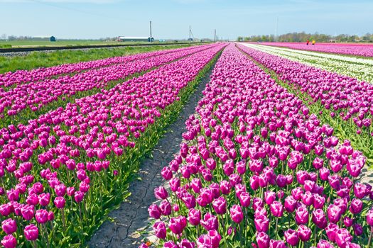 Aerial from tulip fields in the countryside from the Netherlands in spring