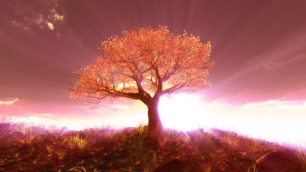 tree spring in meadow sunset illustration, 3d rendering