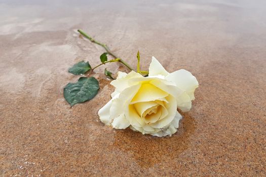 Beautiful blossoming rose on the beach