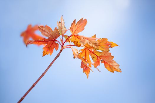 Autumns colourful decay into winter hibernation