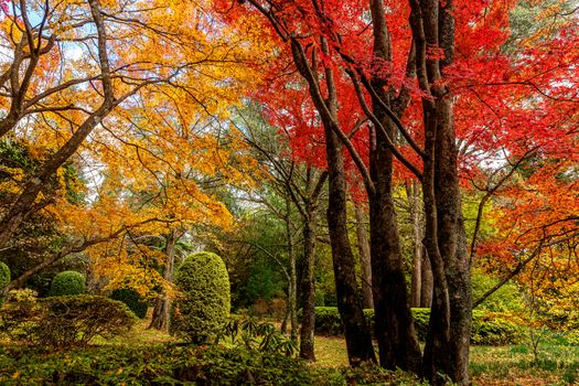 Lovely parkland garden with deciduous trees in vibrant Autumn colours