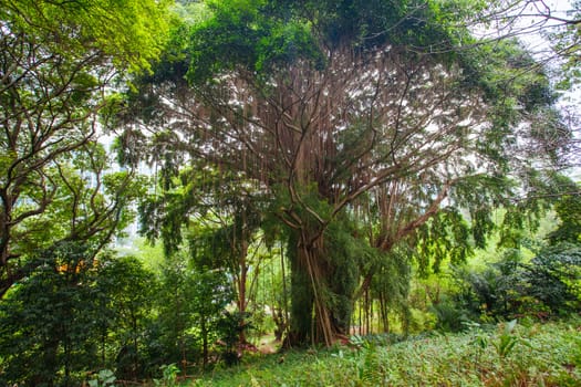 The surrounds of Fort Canning Park in Singapore City on a warm humid morning.