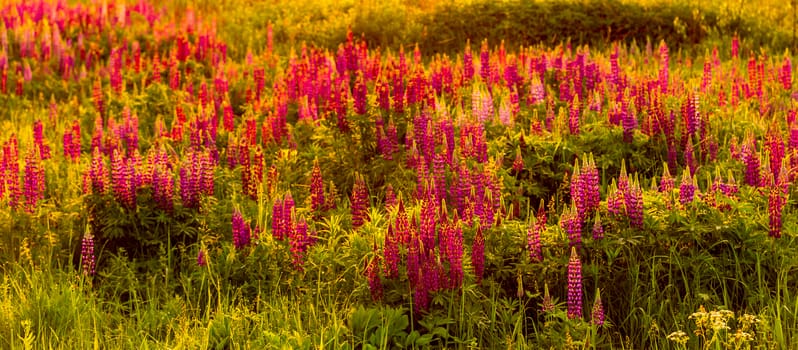 Purple lupins on a field at sunset or sunrise.