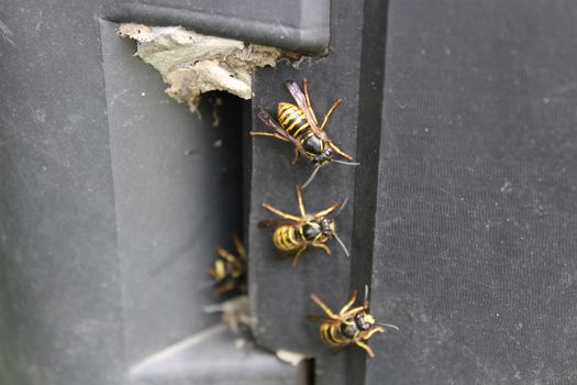 The picture shows wasps on a composter in the garden