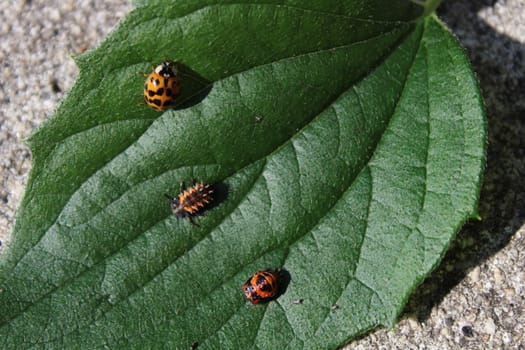 The picture shows a ladybird in tree stages of development on a leaf