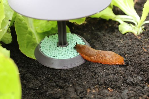 The picture shows a snail on a snail trap