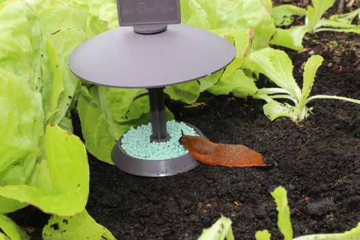 The picture shows a snail on a snail trap