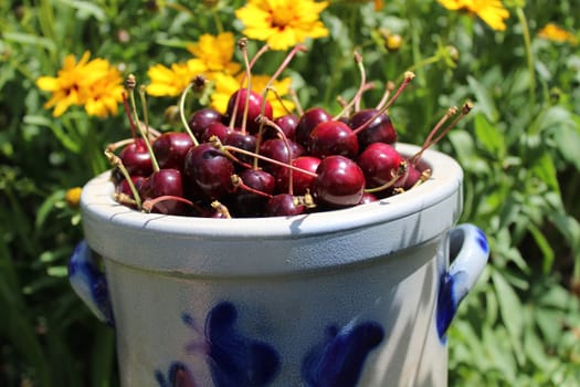 The picture shows harvested cherries in the garden