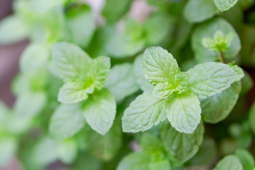 Closeup fresh pepper mint in pot, herb and health care concept, selective focus