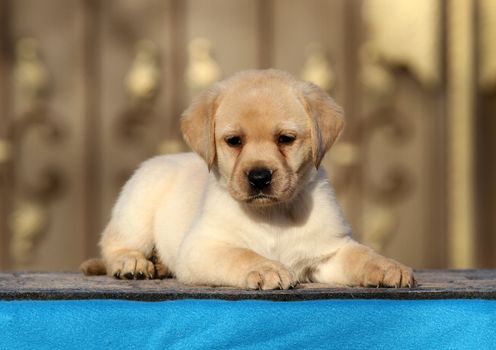 the little labrador puppy on a blue background