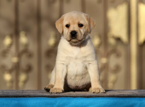 little labrador puppy on a blue background