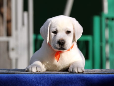 nice little labrador puppy on a blue background