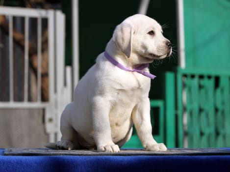 a nice little labrador puppy on a blue background