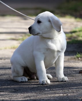 cute yellow labrador playing in the park