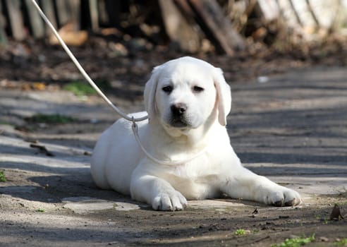 a yellow labrador playing in the park