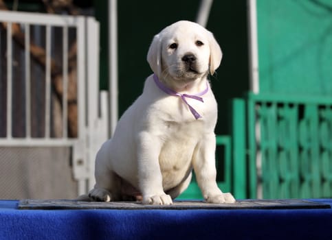 the nice little labrador puppy on a blue background