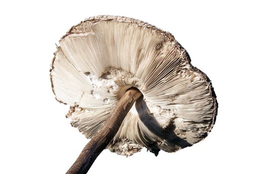 Parasol mushroom showing the underneath gills cut out and isolated on a white background