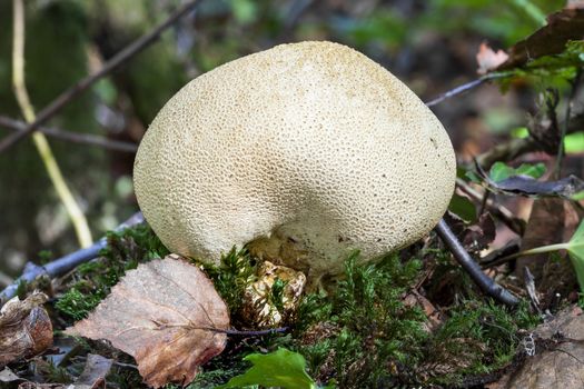 Scleroderma citrinum, Common Earthball fungi a round ground woodland mushroom in the autumn fall