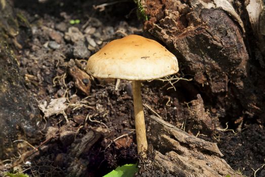 Woodland fungi mushroom in the autumn fall