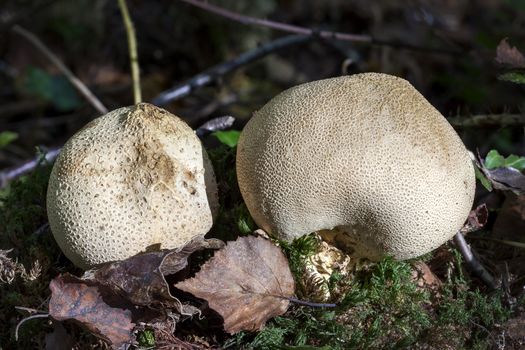 Scleroderma citrinum, Common Earthball fungi a round ground woodland mushroom in the autumn fall
