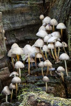 Woodland fungus mushroom fungi in the autumn fall
