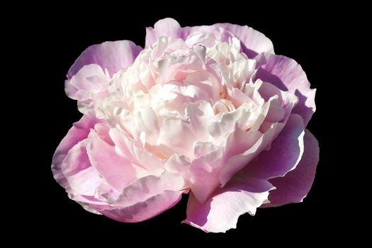 Peony 'Sarah Bernadt' paeonia lactiflora which is a spring blooming flower cut out and isolated on a black background