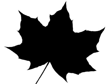 Maple leaf silhouette cut out and isolated on a white background