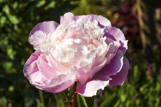 Peony 'Sarah Bernadt'  paeonia lactiflora which has a pink spring blooming flower