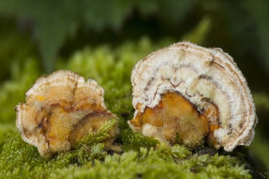 Tiny small bracket fungus growing in moss from a decaying tree trunk in the autumn fall