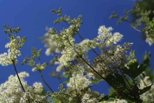 The picture shows blossoming meadowsweet in the meadow