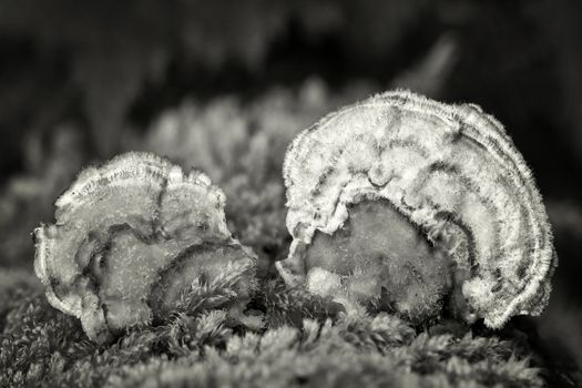 Tiny small black and white image of bracket fungus fungi growing from a decaying tree trunk in the autumn fall