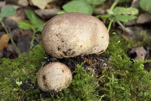 Scleroderma citrinum, Common Earthball fungi a round ground woodland mushroom in the autumn fall stock photo