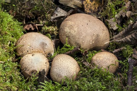 Scleroderma citrinum, Common Earthball fungi a round ground woodland mushroom in the autumn fall stock photo