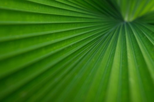 Beautiful green foliage texture with leaves pattern used as a background image. The concept of abstract plants and selected focus.