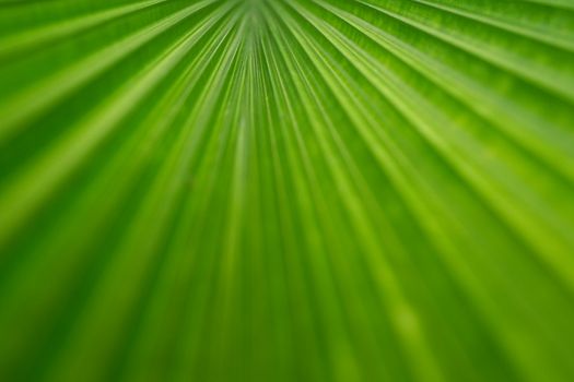 Beautiful green foliage texture with leaves pattern used as a background image. The concept of abstract plants and selected focus.