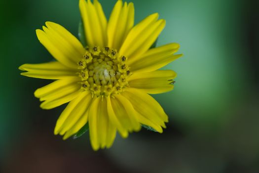 Yellow flowers, black background, green, beautiful petals, bright, cheerful, lively The area for text on the right, copy area, focus on pollen and background blur.