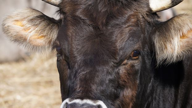 Farm animals in freedom concept: closeup of the muzzle of a dark brown cow looking into the camera