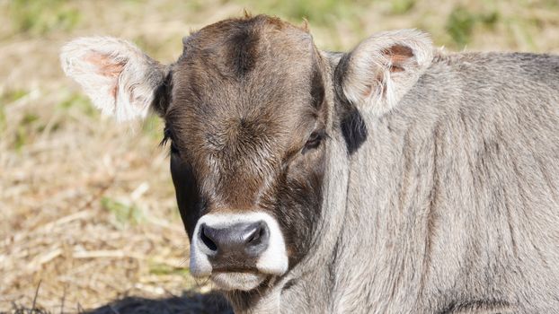 Farm animals in freedom concept: closeup of the muzzle of a light brown cow looking into the camera