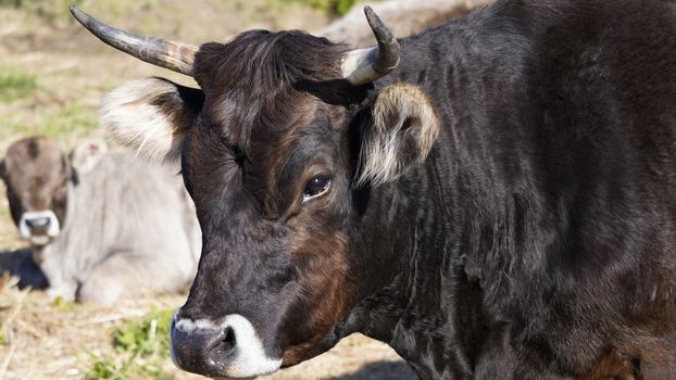 Farm animals in freedom concept: close up of the muzzle of a dark brown cow free in a meadow