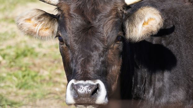 Farm animals in freedom concept: closeup of the muzzle of a dark brown cow looking into the camera