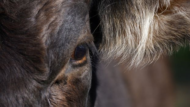 Farm animals in freedom concept: closeup of the eye and ear of a dark brown cow looking into the camera