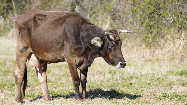 Farm animals in freedom concept: a dark happy brown cow grazes freely in a meadow