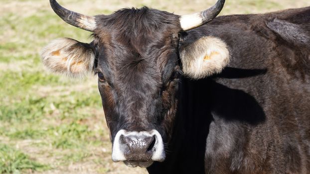 Farm animals in freedom concept: closeup of the muzzle of a dark brown cow looking into the camera