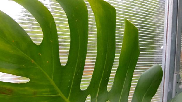 Close-up of a tropical green monstera leaf against a transparent greenhouse wall, a burn on the leaf in the form of a brown spot. Tropical foliage texture, nature background